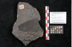 Foto (Objekt + Etikett) von Plantae indet.  (NHMW-GEO-2024-0188-11387)